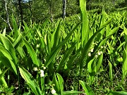 25 Convallaria maialis (Mughetto) distesa in fioritura